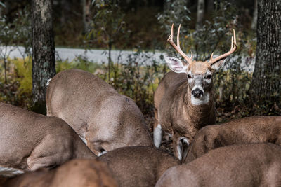 Whitetail buck deer with rack antlers watching over a grazing herd