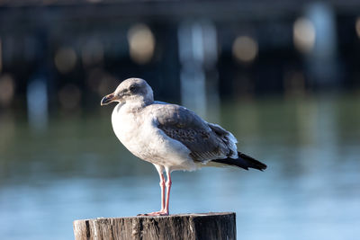 Seagull perched