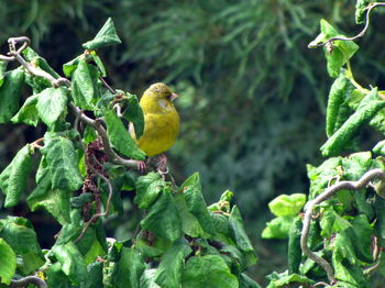 Close-up of bird perching on a plant