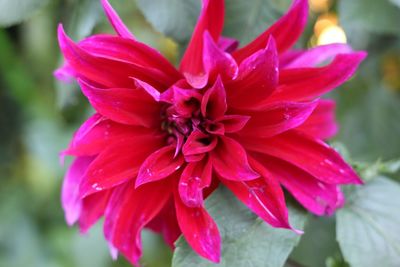 Close-up of pink dahlia