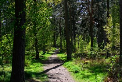 Path in the woods