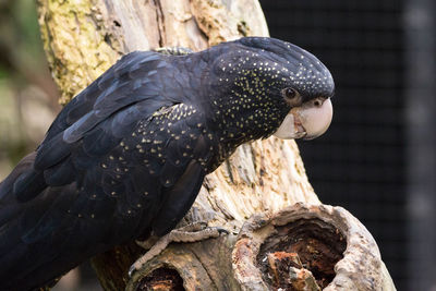 Close-up of bird perching on branch