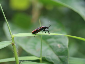 Close-up of insect on leaf