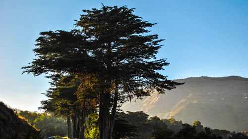 Silhouette tree against mountain during sunset