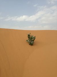 Scenic view of desert against sky