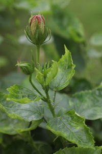 Close-up of flowering plant