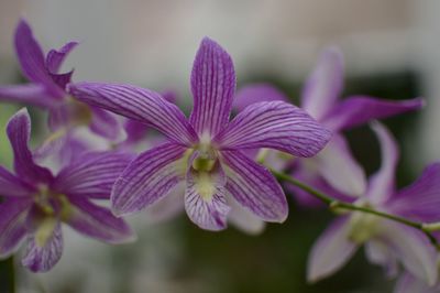 Close-up of purple flowers blooming outdoors