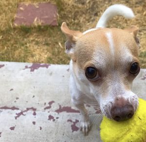 Close-up portrait of a dog