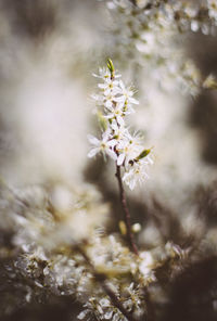 Close-up of white cherry blossom tree