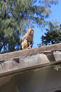 Low angle view of monkey sitting on retaining wall