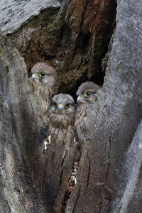 A common kestrel nesting hole