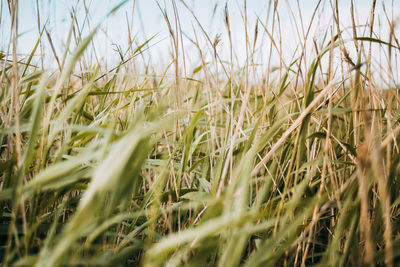 Close-up of wheat field against clear sky