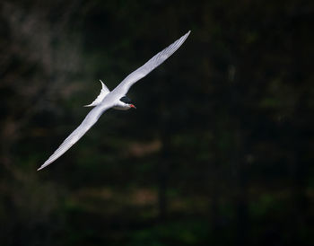 Bird flying in a sunlight