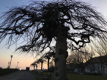 Bare trees on landscape