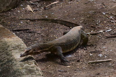 High angle view of monitor lizard on field