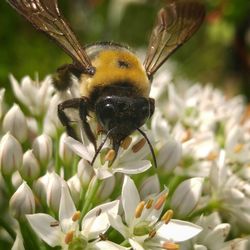 Close-up of bee on flower