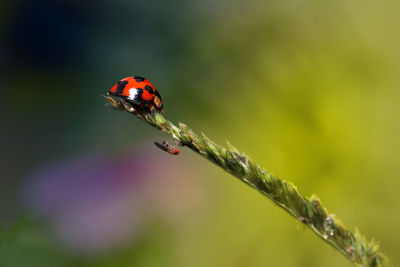 Ladybugs are blocked by flies