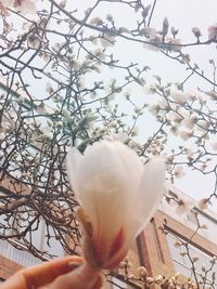 Low angle view of bird perching on tree against sky