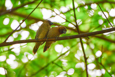 Low angle view of bird perching on branch