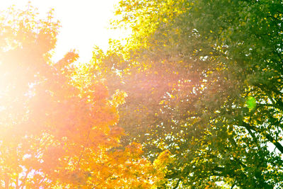 Low angle view of sunlight streaming through tree