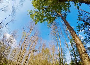 Low angle view of trees against blue sky