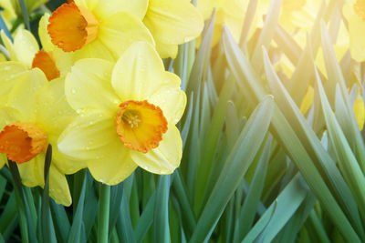 Close-up of wet yellow flower