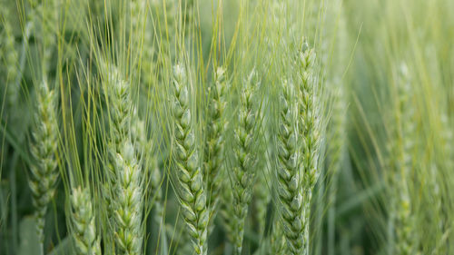 Close-up of wheat growing on field