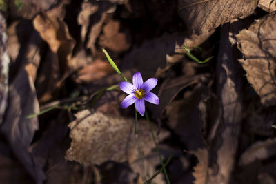 Close-up of purple flowering plant