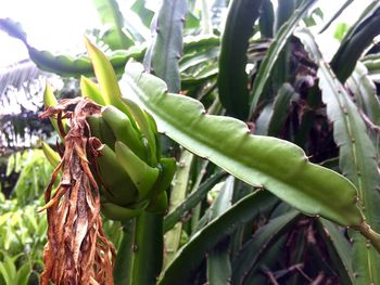 Close-up of fresh green plant