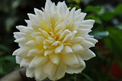 Close-up of yellow dahlia flower