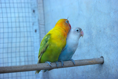 Close-up of parrot perching in cage