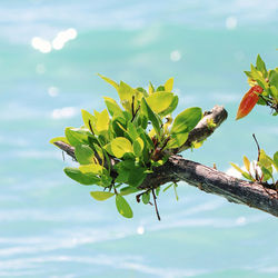 Close-up of flowering plant by water