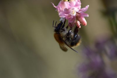 Close-up of bee pollinating on purple flower