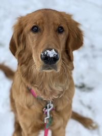 Close-up portrait of a dog