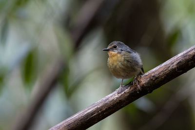 Close-up of bird perching on branch