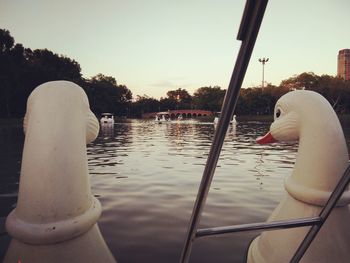 Close-up of swan swimming in lake against clear sky