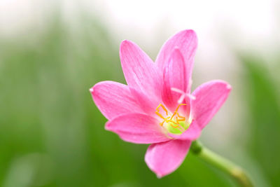 Close-up of pink flower