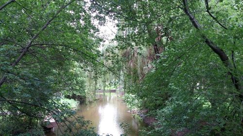 Scenic view of forest