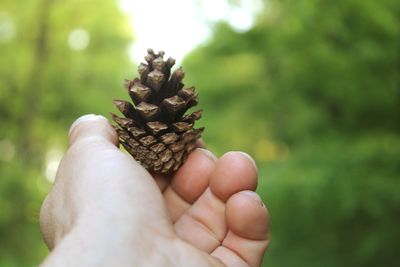 Cropped hand holding pinecone against trees