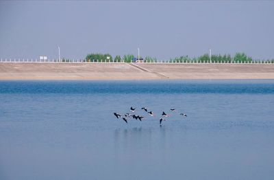 Birds flying over beach against sky