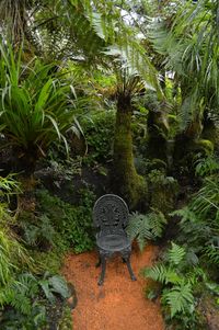 View of lush foliage