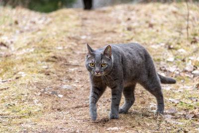 Gray tabby cat sneaks up outdoors