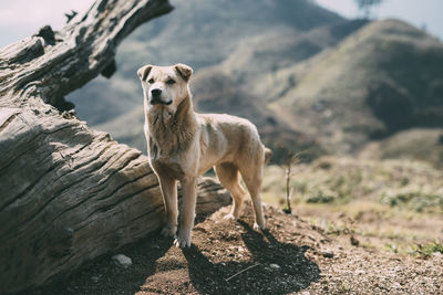 View of dog on mountain