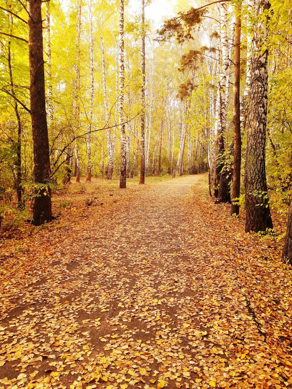 FOOTPATH AMIDST TREES IN FOREST