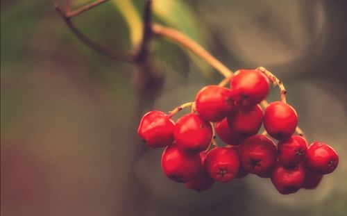 Close-up of red berries growing on plant