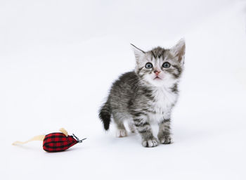 Portrait of cat against white background