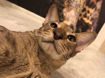 Close-up of a cat looking away