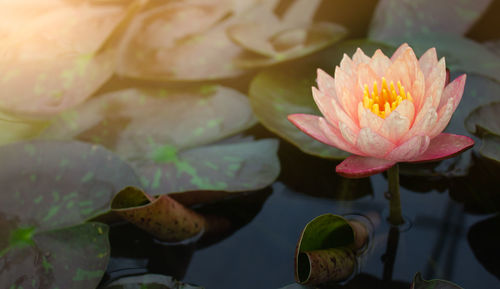 Close-up of lotus water lily in lake