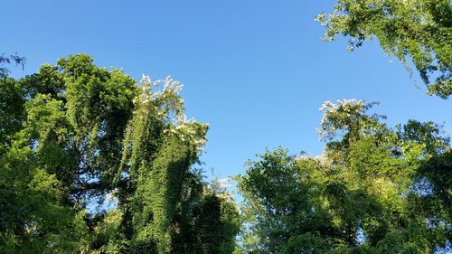 Low angle view of trees against clear blue sky