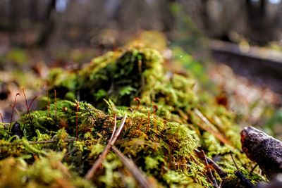 Close-up of moss growing on fallen tree